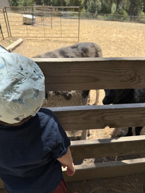 Curious Encounters at Tilden Nature Area
