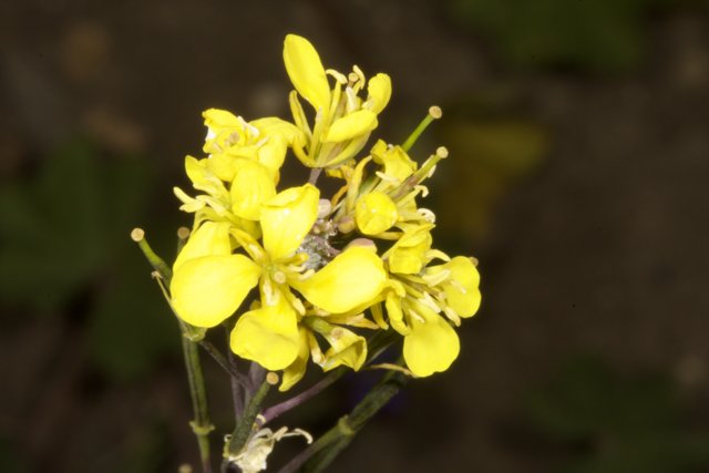 Bright Yellow Geranium Flower