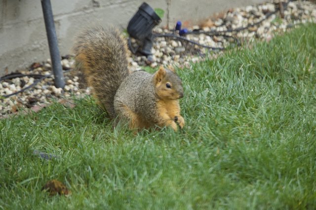 Fox Squirrel Foraging in Suburban Backyard Grass