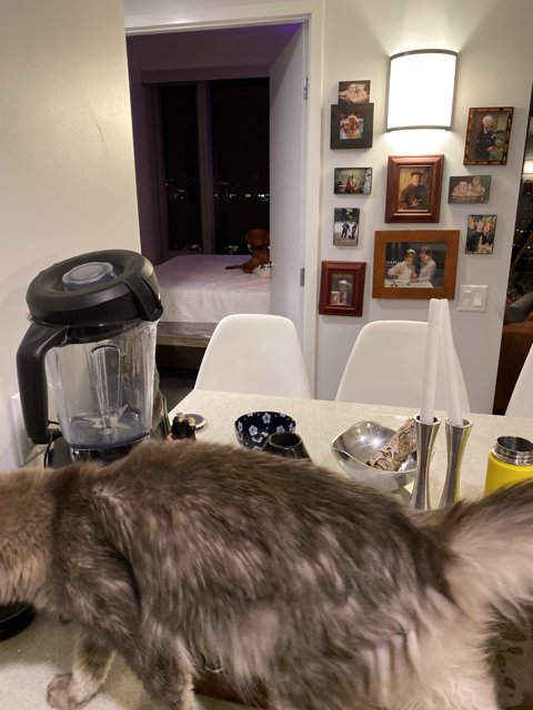 Feline Intrusion in a Designer Kitchen