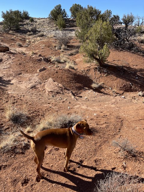 A Canine Adventurer Explores Sandia Park