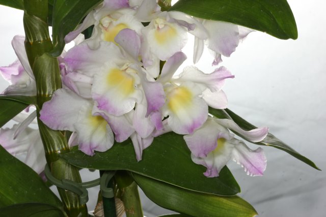 Stunning Orchid Blossom