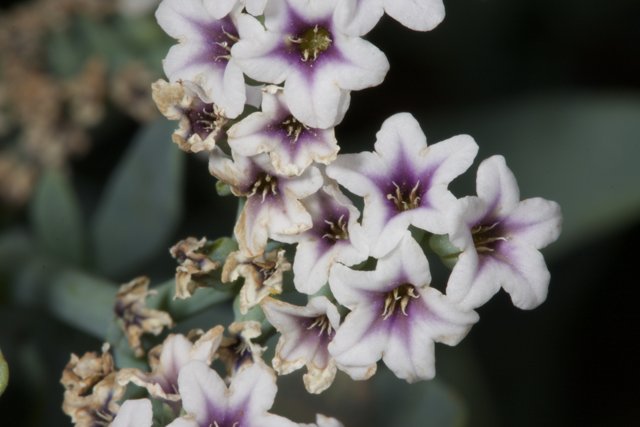 Purple Geranium Flower Close Up
