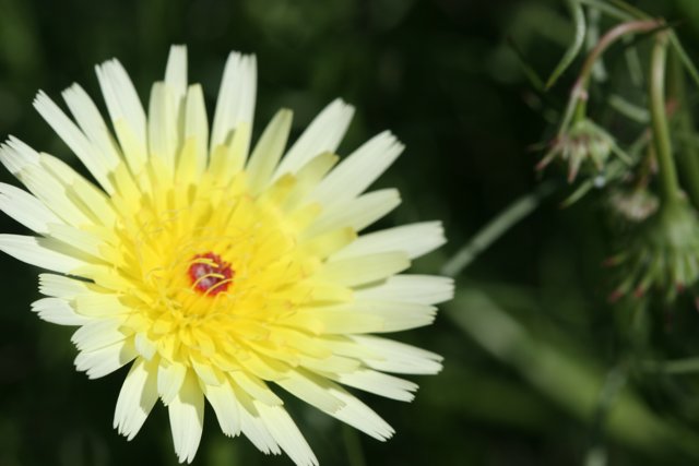 Yellow Daisy with Red Center