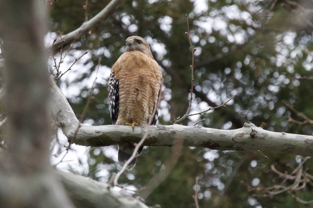 Red-shouldered Hawk Perched on Winter Branch