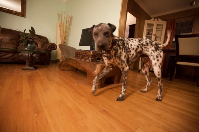 Paws on Hardwood: A Canine's Comfortable Abode
