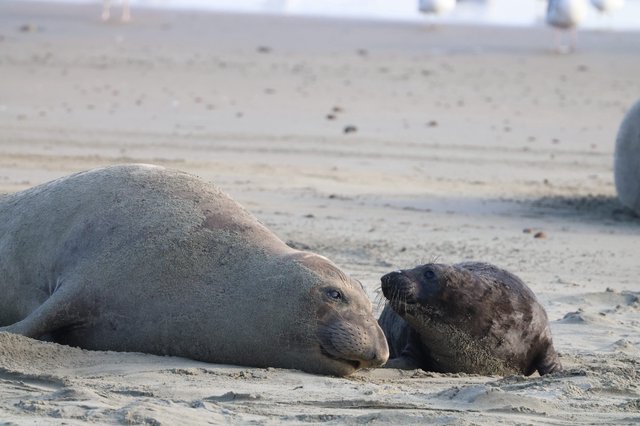 Mother and Pup Elephant Seal Bonding at Drakes Beach