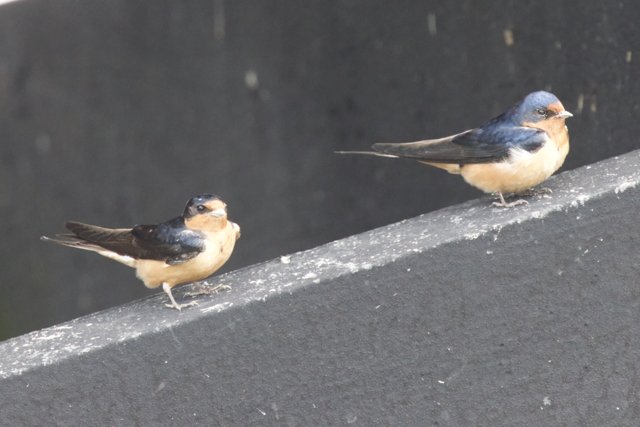 Feathered Companions