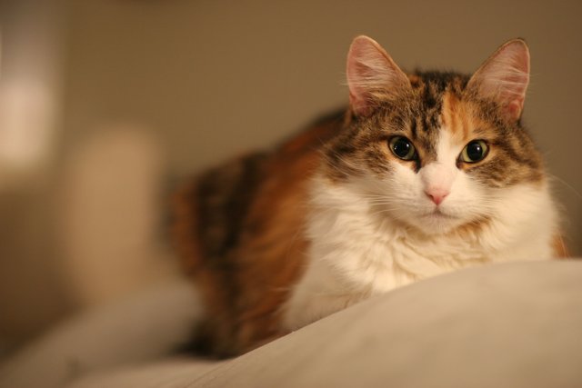 Calico Kitty on the Bed
