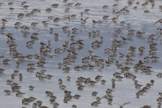Dance of the Shorebirds