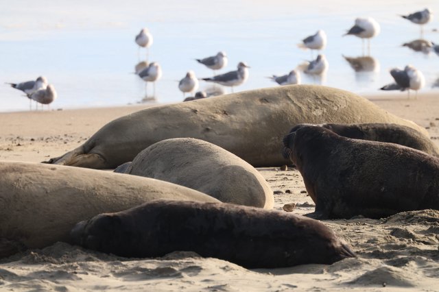 Elephant Seals Resting on Drakes Beach with Seabirds