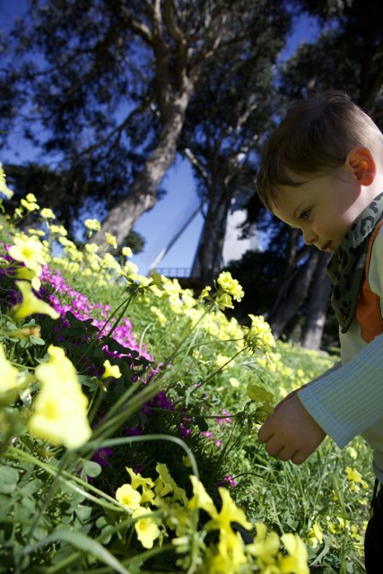 Youth in Bloom: A Spring Day at Golden Gate Park