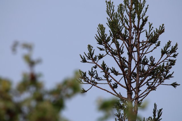 Evergreen Branch Detail Against Overcast Sky