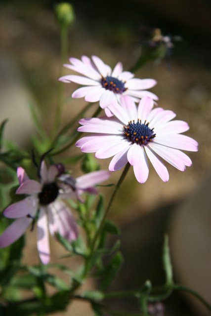 Pink Daisy and Anemone Flowers in the Sun