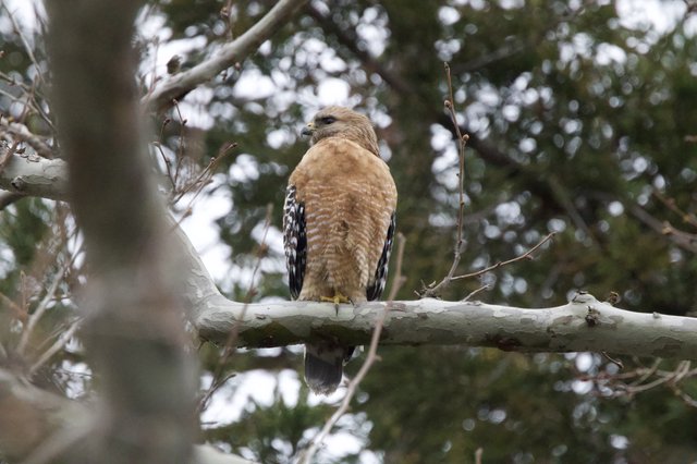 Red-Shouldered Hawk Perched on Winter Branch