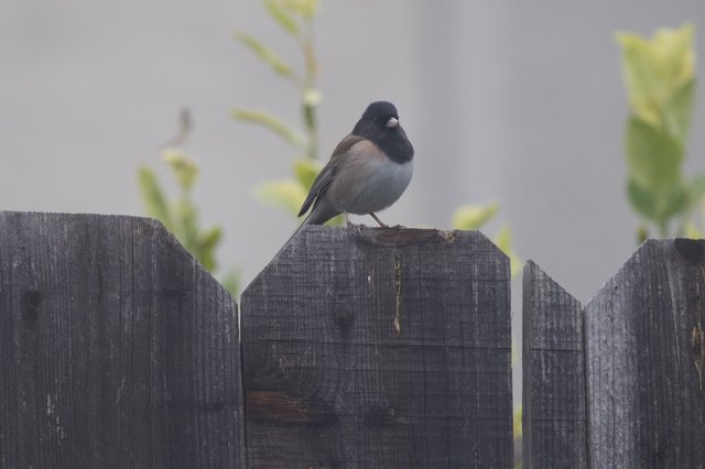 Dark-Eyed Junco Perched on Weathered Garden Fence