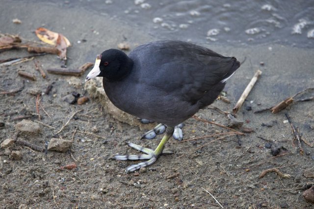 An Encounter with the Black-crowned Denizen of Lake Merced
