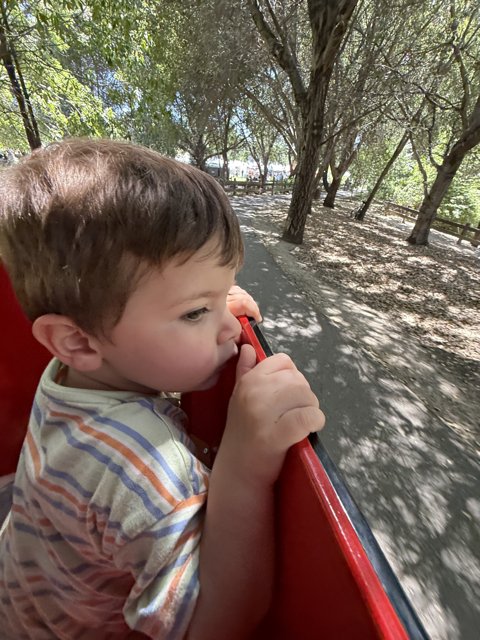 A Curious Journey Through the Woodland