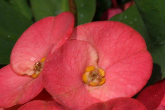 Pink Begonias and Geraniums
