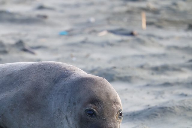 Close-Up Portrait of Elephant Seal Pup at Beach