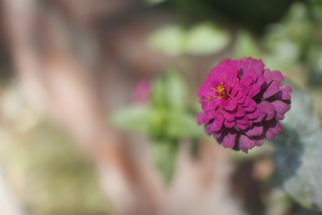 Vibrant Dahlia Blossom