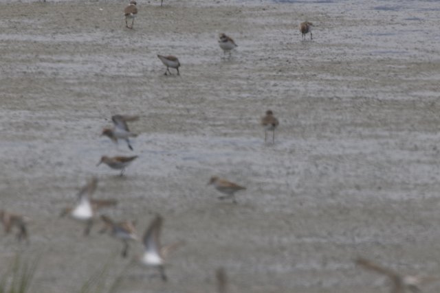 Wings Over San Pablo Bay