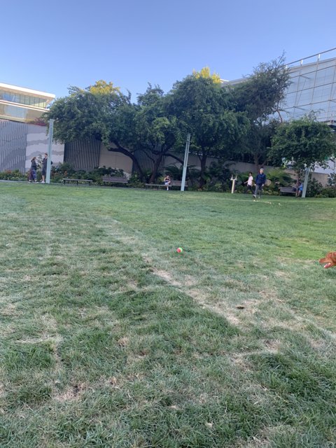 Frisbee Fun in the Grass