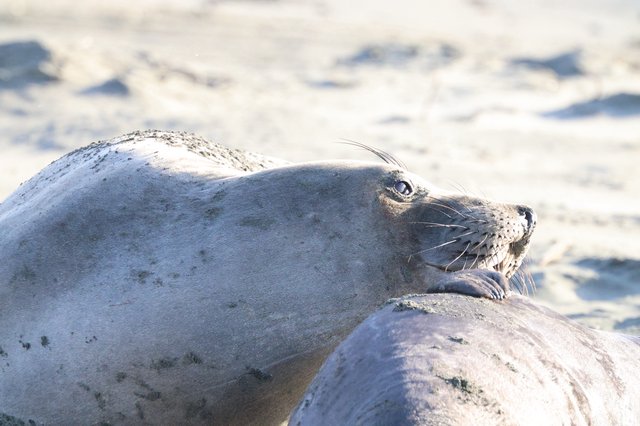 Elephant Seal Pup Resting on Sandy Beach