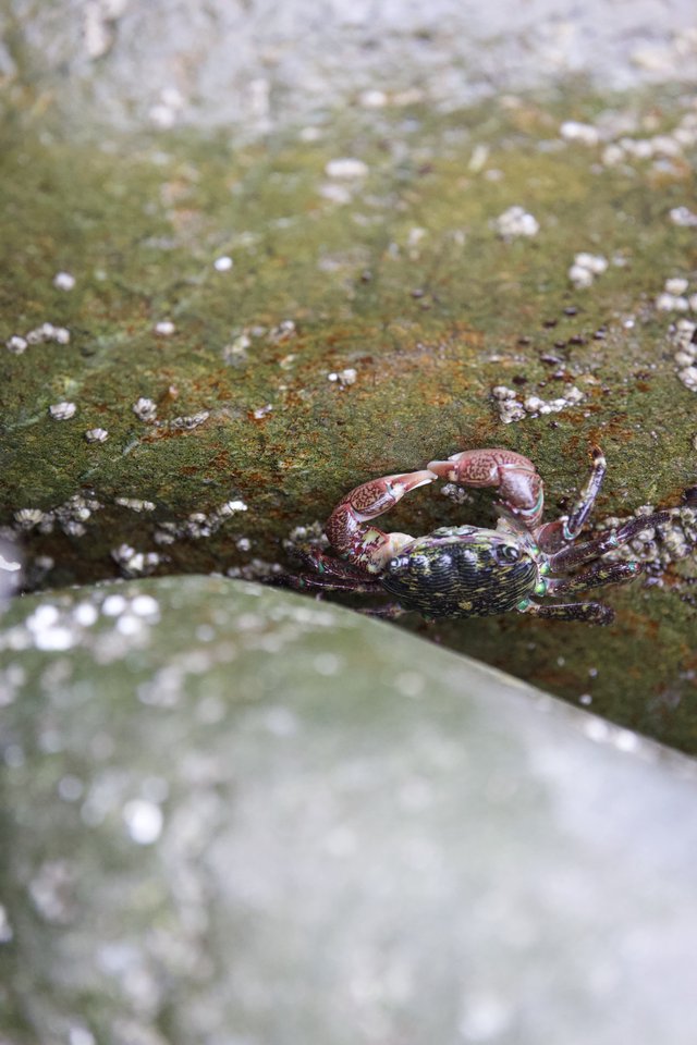 Shore Crab Clings to Algae-Covered Tidal Rock