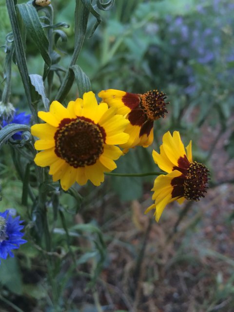 Vibrant Yellow and Red Blooms with Blue and Green Foliage