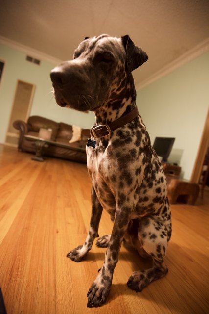 A Dog's Best Friend - Hardwood Flooring