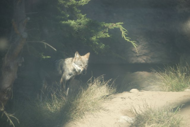 Lone Wolf at SF Zoo