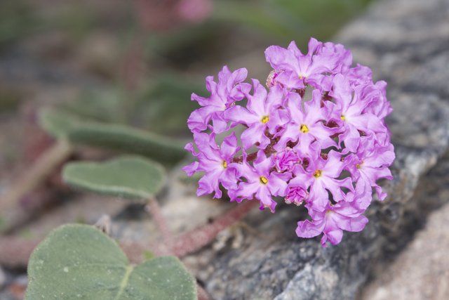 Purple Geranium Flower on a Rock