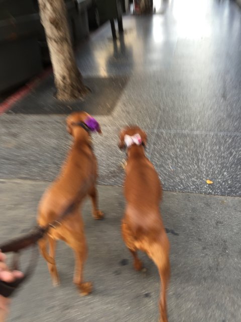Two Dogs Taking a Stroll in Los Angeles