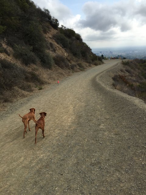 Two Dogs Enjoying a Walk in the Wilderness