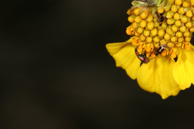 Buzzing Bee on a Yellow Flower