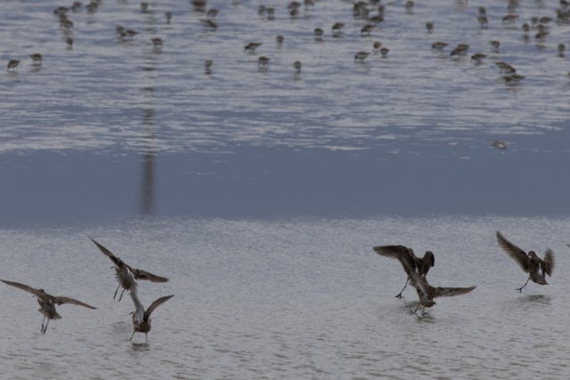 Dance of the Sandpipers