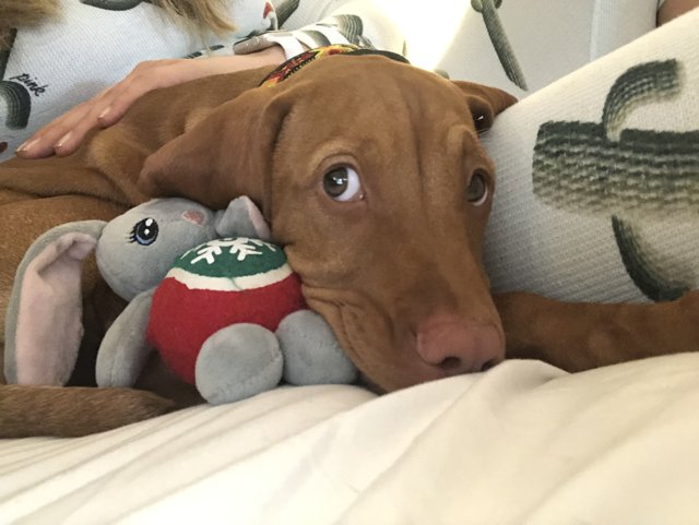 Snuggled Up with a Stuffed Friend