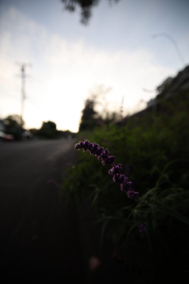 Purple Wildflower at Dusk by the Roadside
