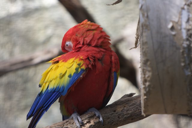 Vibrant Macaw