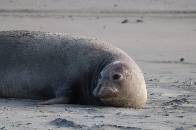 Elephant Seal Resting on Drakes Beach Sand