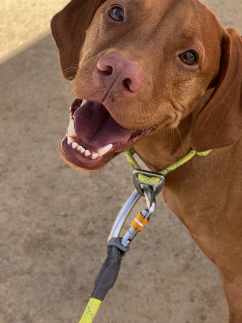 Smiling Vizsla with Stylish Leash and Accessories