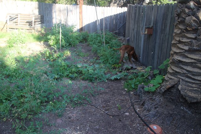 Kit Fox Canine in Backyard
