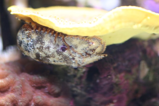 Little Yellow Mushroom in Aquatic Habitat