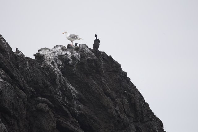 Seagull and Cormorants Perched on Coastal Rocky Pinnacle
