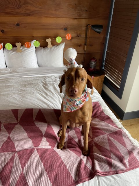Birthday Pup on Bed