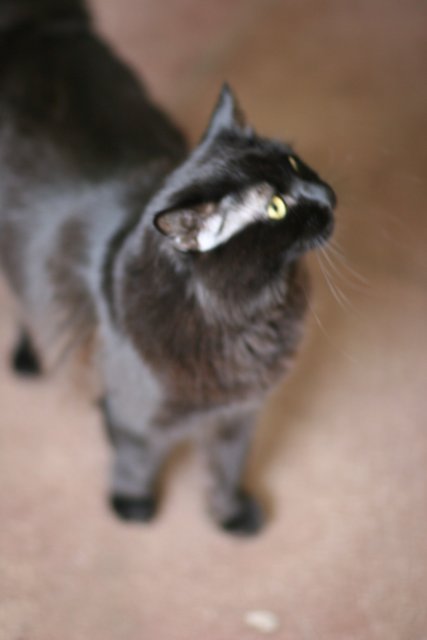 Inquisitive Black Cat