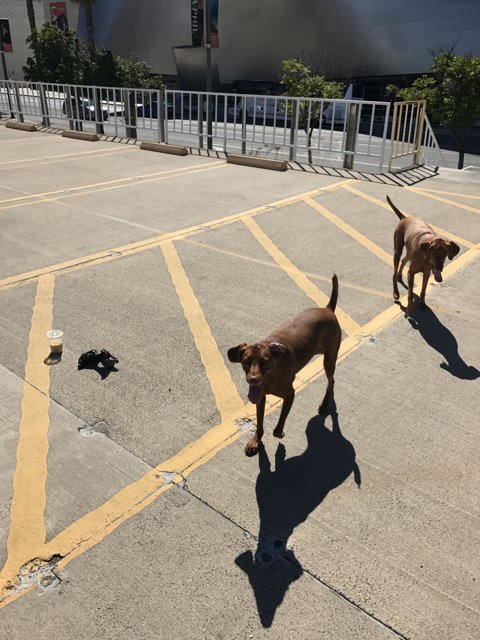 Two Canine Companions Stroll Down the Sidewalk