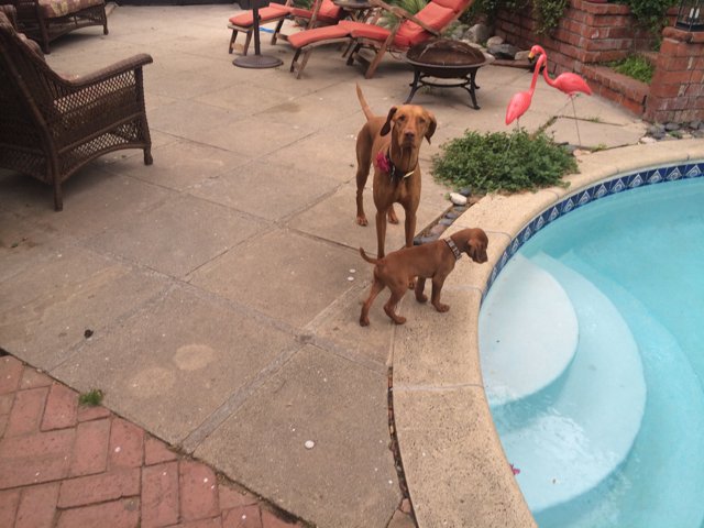 Poolside Pups