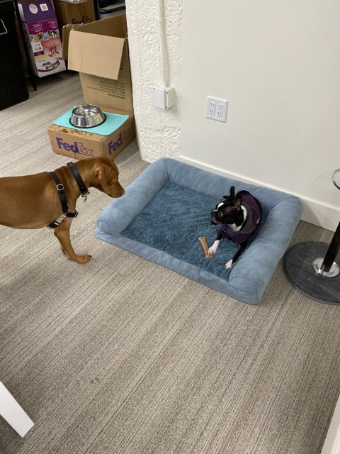 Playtime on the Dog Bed
